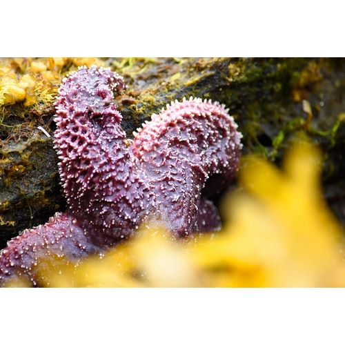 Alaska-Ketchikan-Sea star (Pisaster orchraceus)